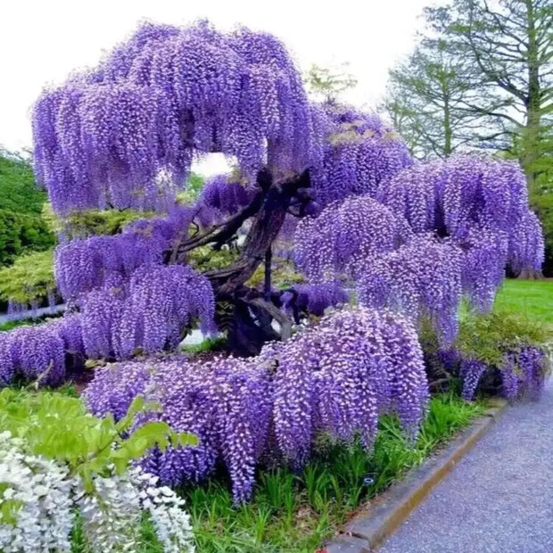 Chinese Blue Purple Wisteria Flower Seeds Wisteria sinensis for Climbing Garden Planting