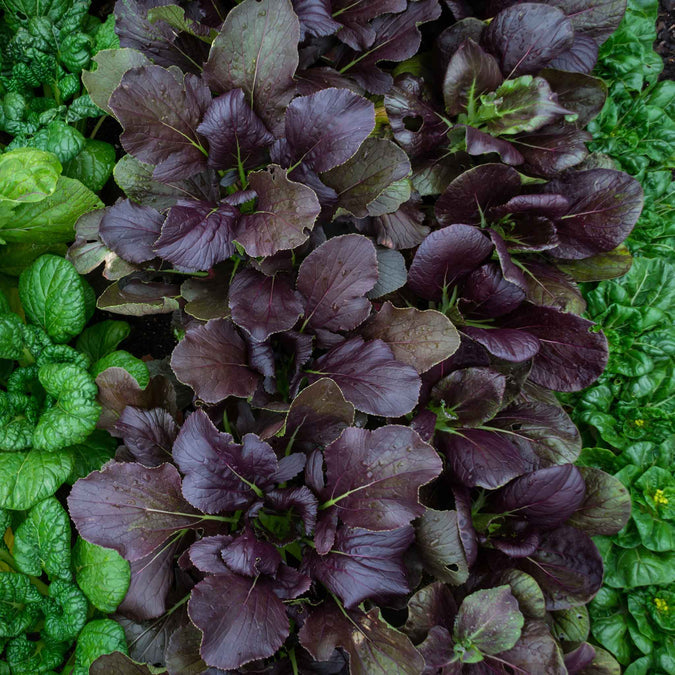 Cabbage Seeds - Pak Choy Red Inferno