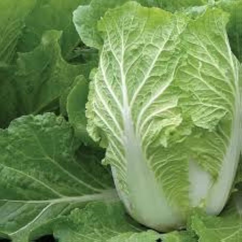 Chinese cabbage seeds for planting Kaboko fast growing leafy greens