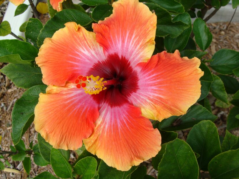 Red Orange Purple Hibiscus Flower Seeds Giant Exotic Variety for Vibrant Flower Beds