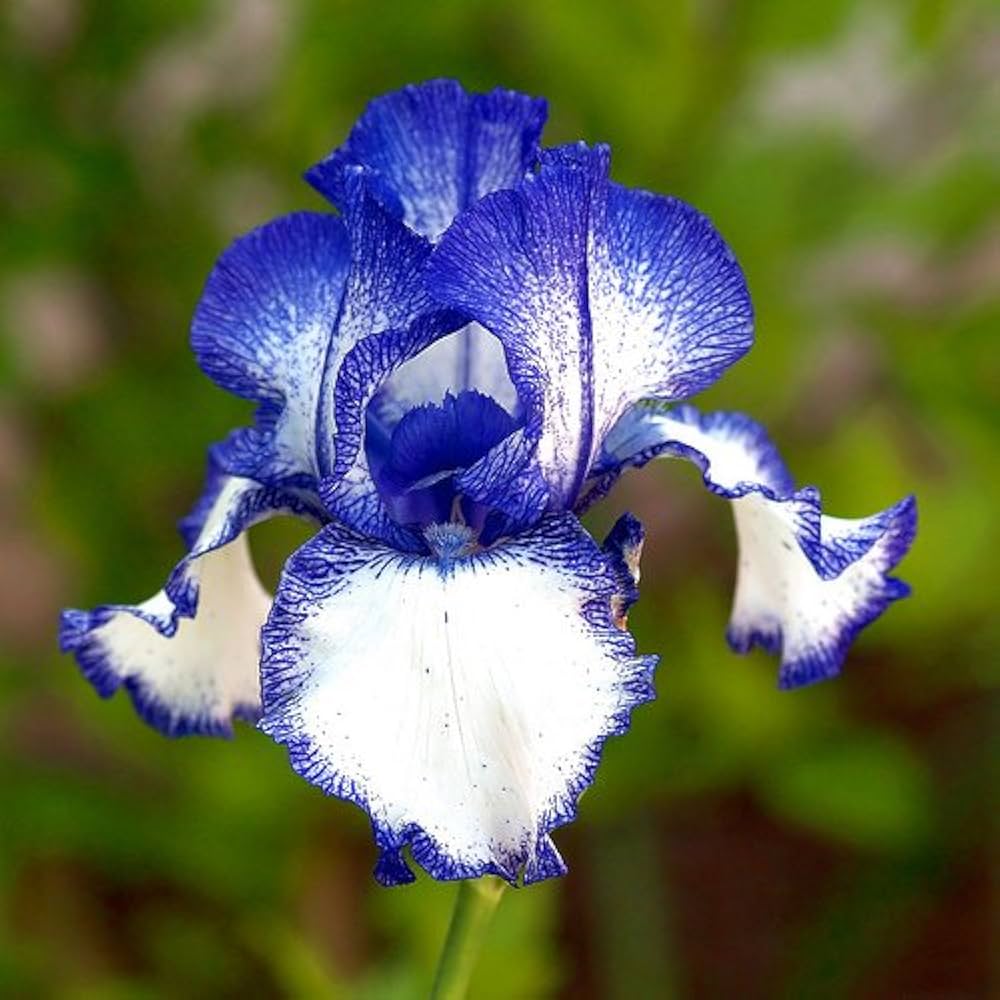 Chinese Iris Seeds – Classic Blooming Plant for Perennial Borders - Dharaseeds