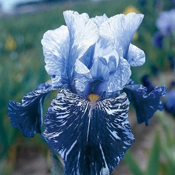 Chinese Iris Seeds – Classic Blooming Plant for Perennial Borders - Dharaseeds