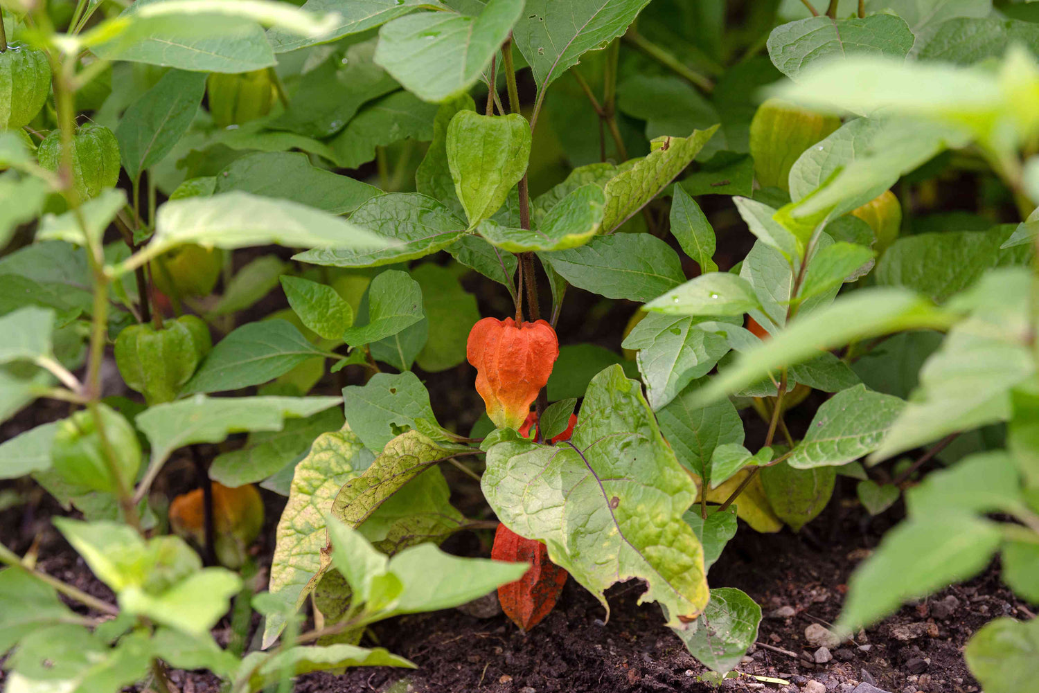 Chinese Lantern Seeds