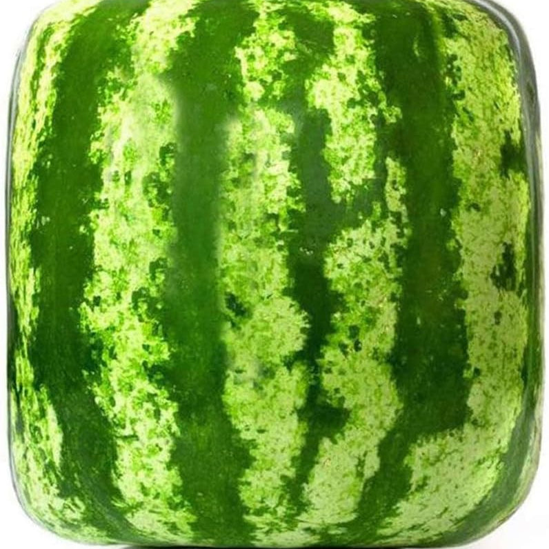 Chinese Watermelon Seeds High Germination Rate
