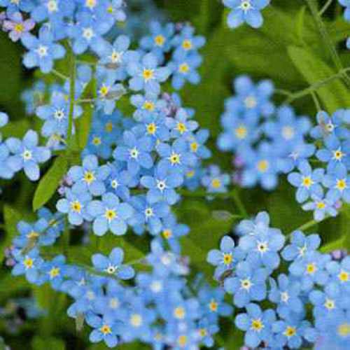 Chinese Forget Me Not Blue Wildflower Seeds