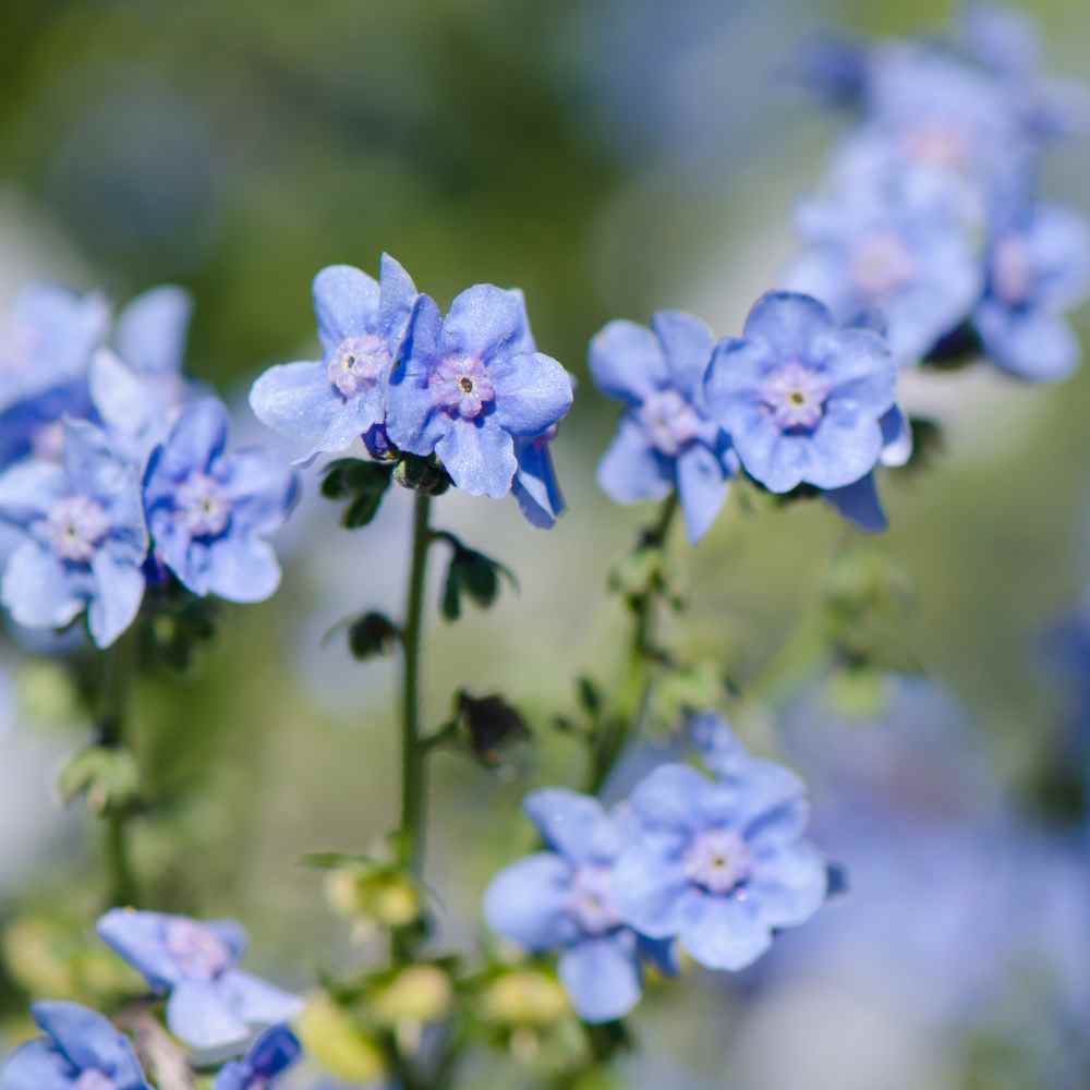 Chinese Forget Me Not Blue Wildflower Seeds