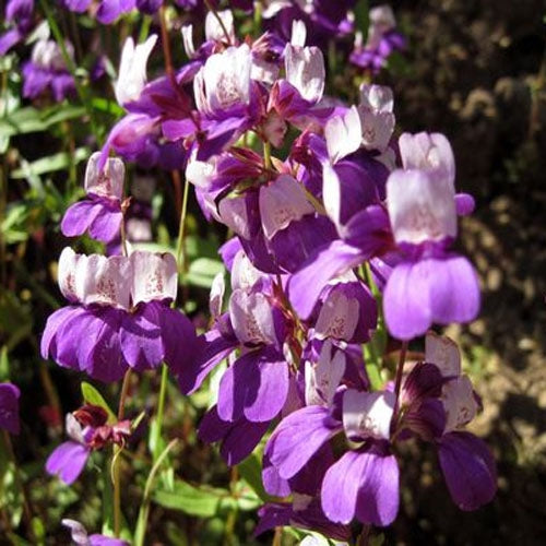 Chinese Houses Unique Shade Flower Seeds