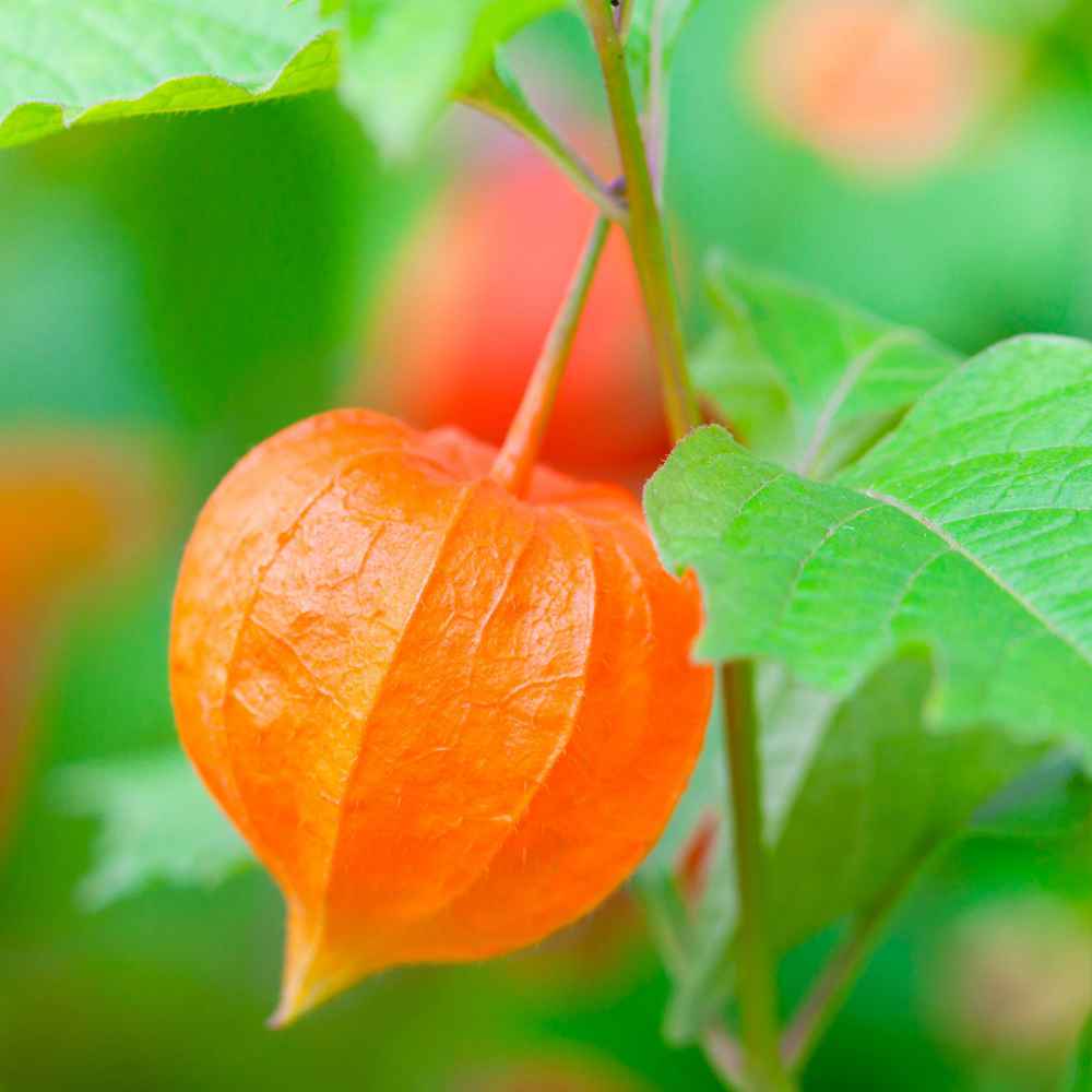 Chinese Lantern Bright Orange Plant Seeds