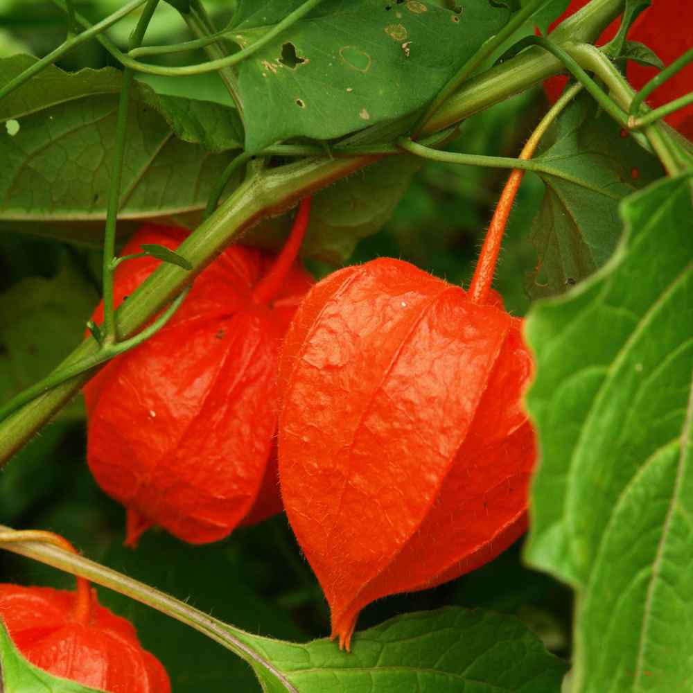 Chinese Lantern Bright Orange Plant Seeds