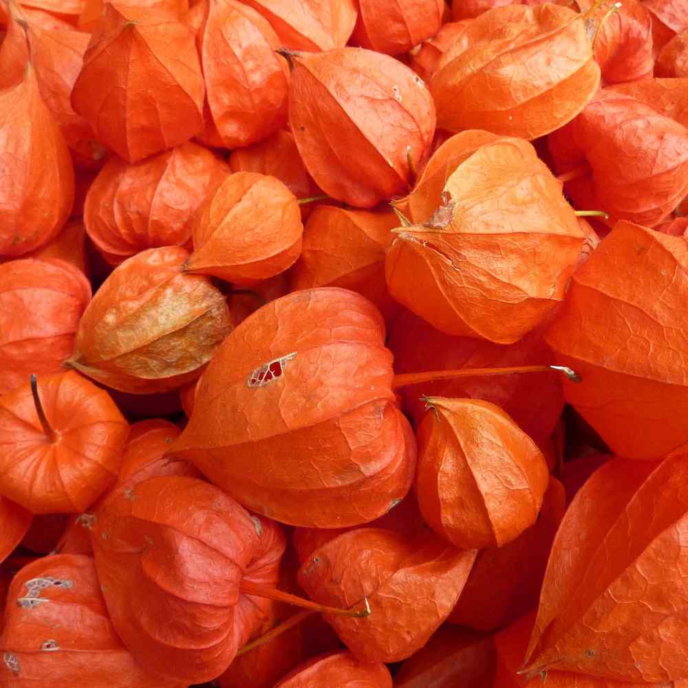 Chinese Lantern Bright Orange Plant Seeds