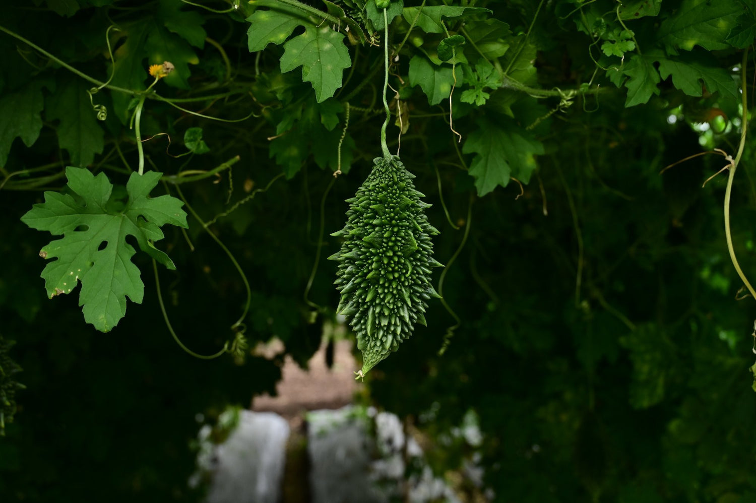 Bitter gourd-Chintu