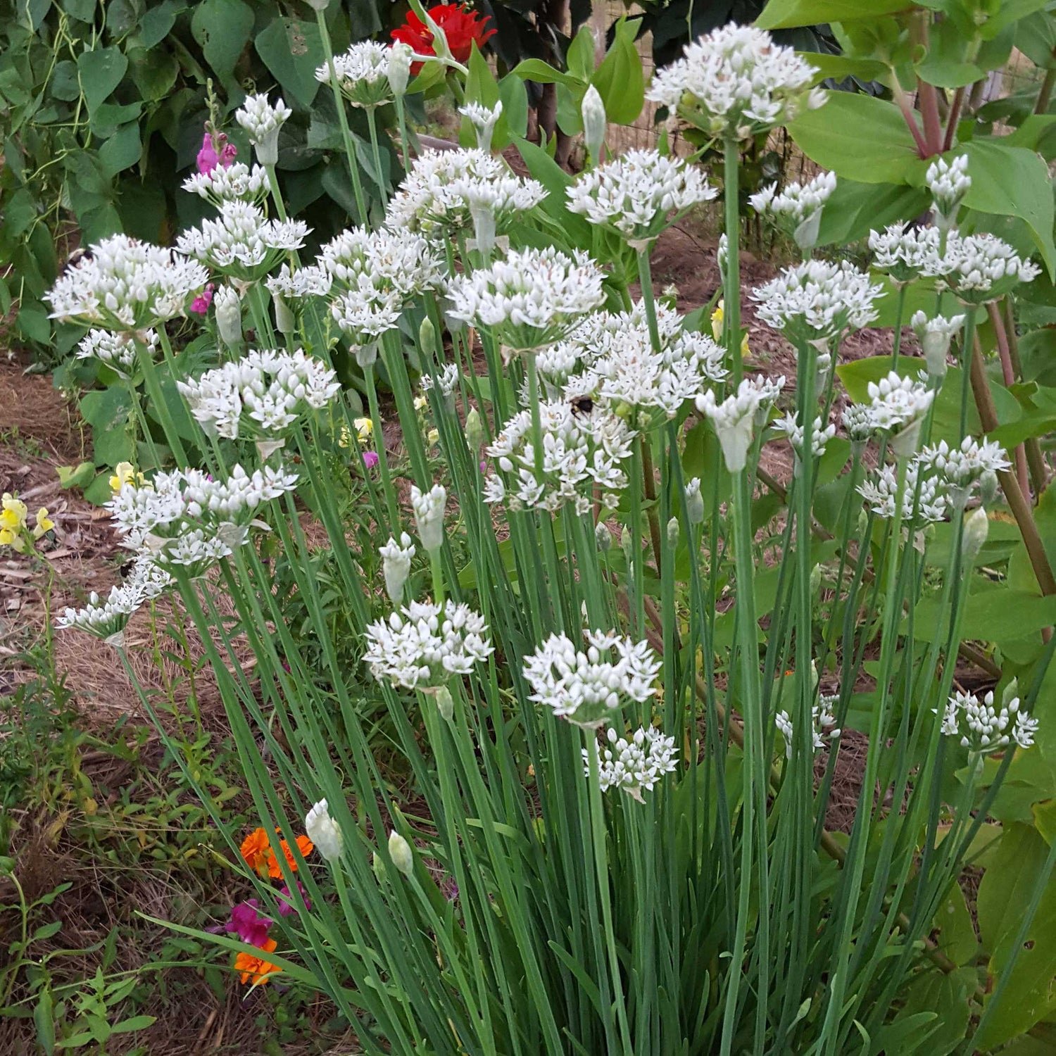 Garlic Chives Seeds