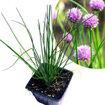 Chives seeds for kitchen garden and indoor planting