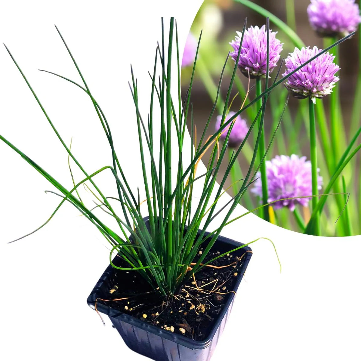 Chives seeds for kitchen garden and indoor planting