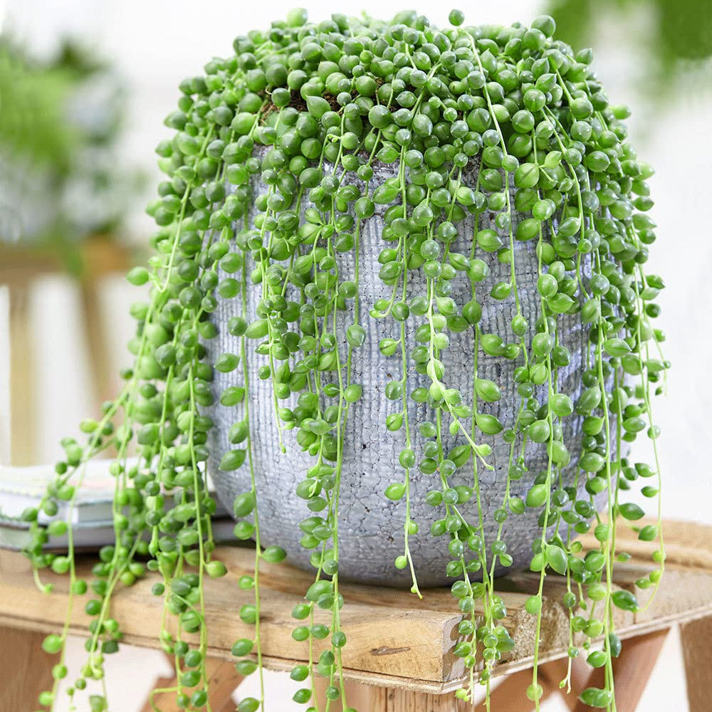 Chlorophytum comosum spider plant seeds for indoor gardening