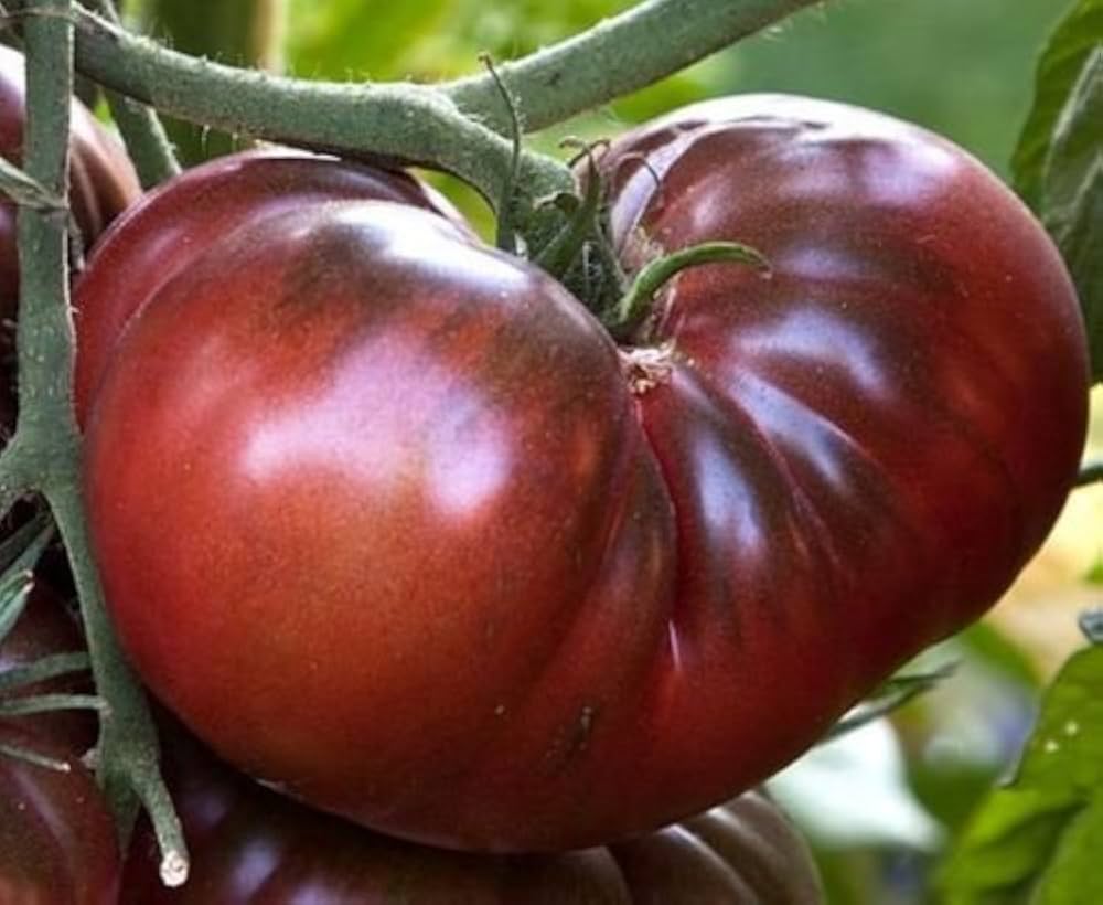Chocolate Cherry tomato seeds – heirloom variety with sweet dark fruits - Dharaseeds