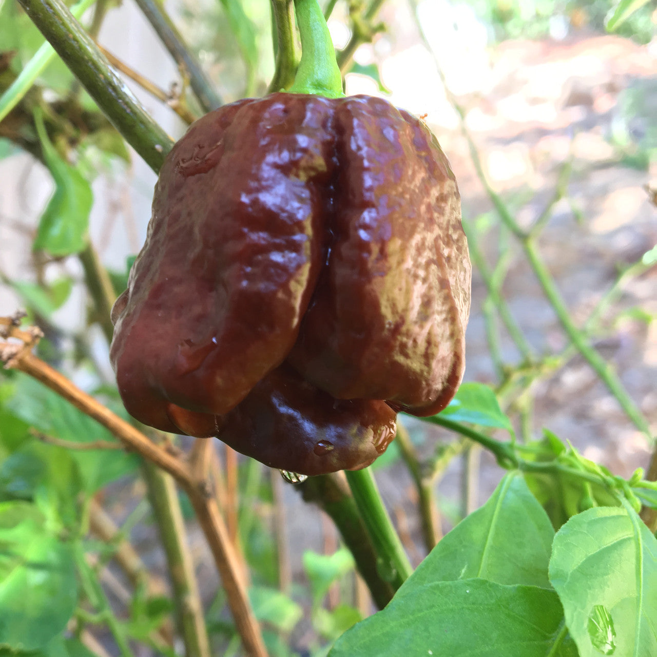 Moruga Scorpion Pepper Vegetable Seeds for Planting