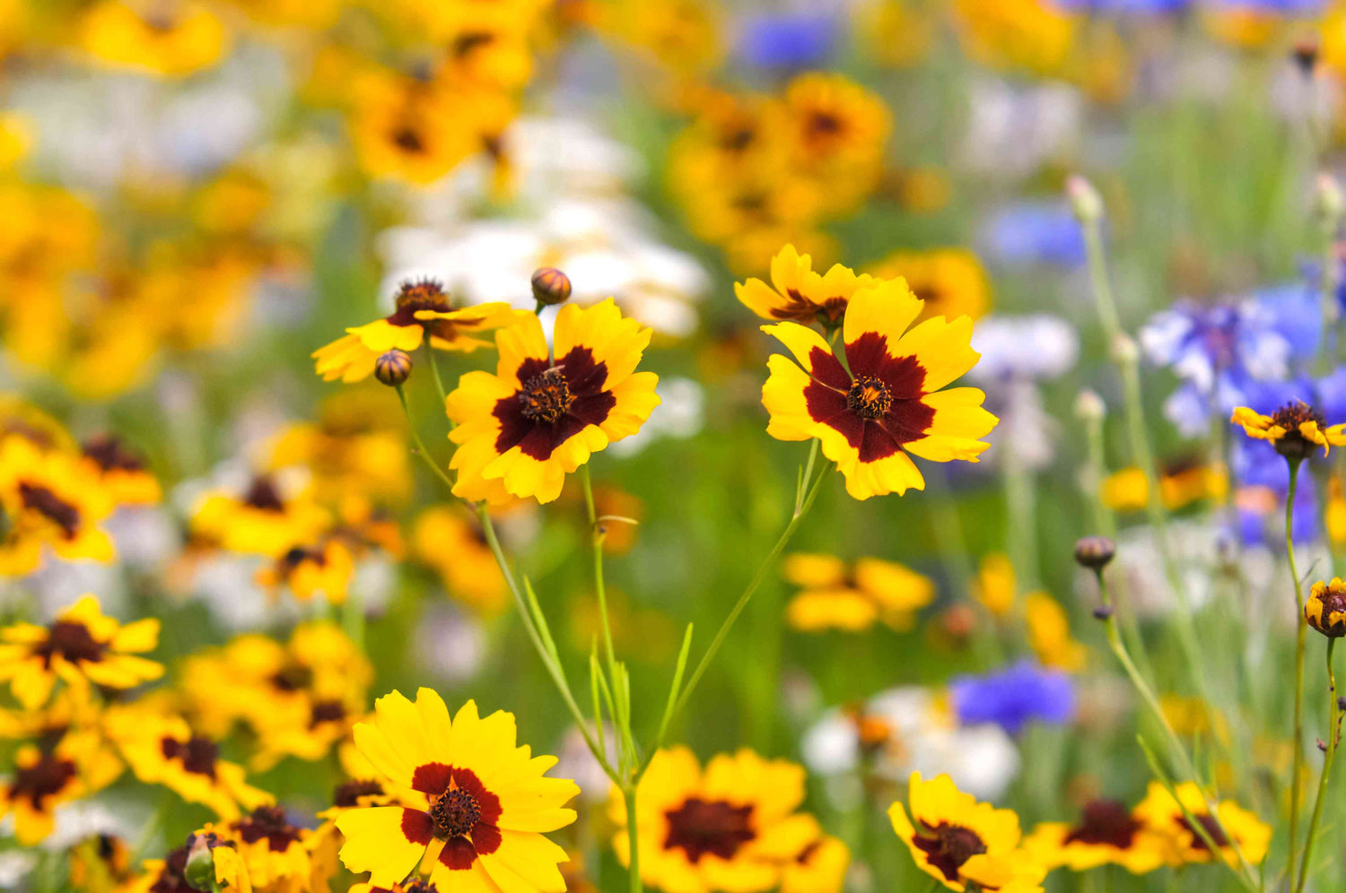 Coreopsis Wildflower Seeds