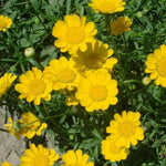 Chrysanthemum Multicaule Yellow Open Pollinated heirloom non-gmo organic garden seeds