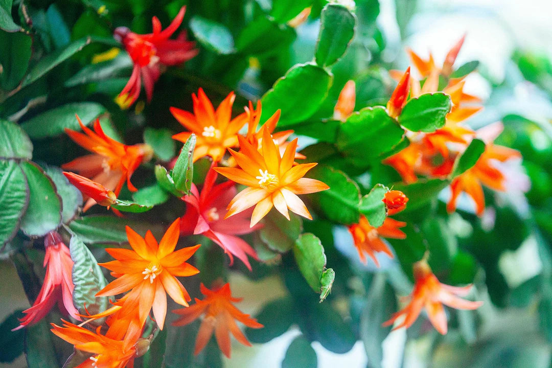 Orange Schlumbergera Flower Seeds for Planting, 100 pcs