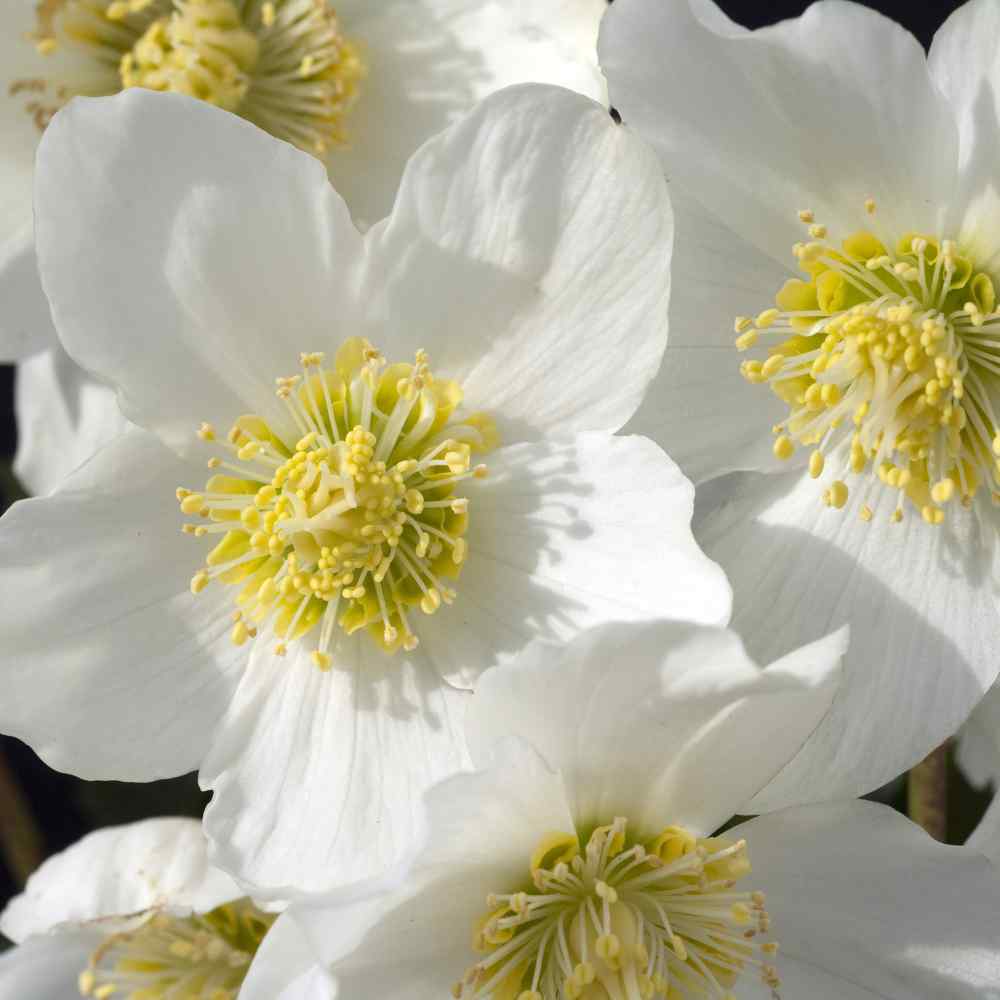 Christmas Rose Winter Bloom Flower Seeds