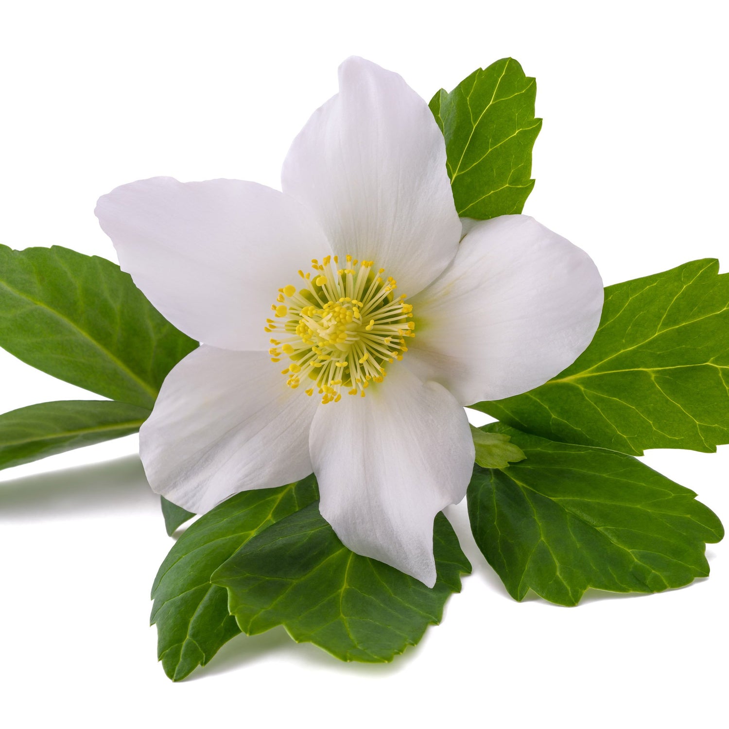 Christmas Rose Winter Bloom Flower Seeds