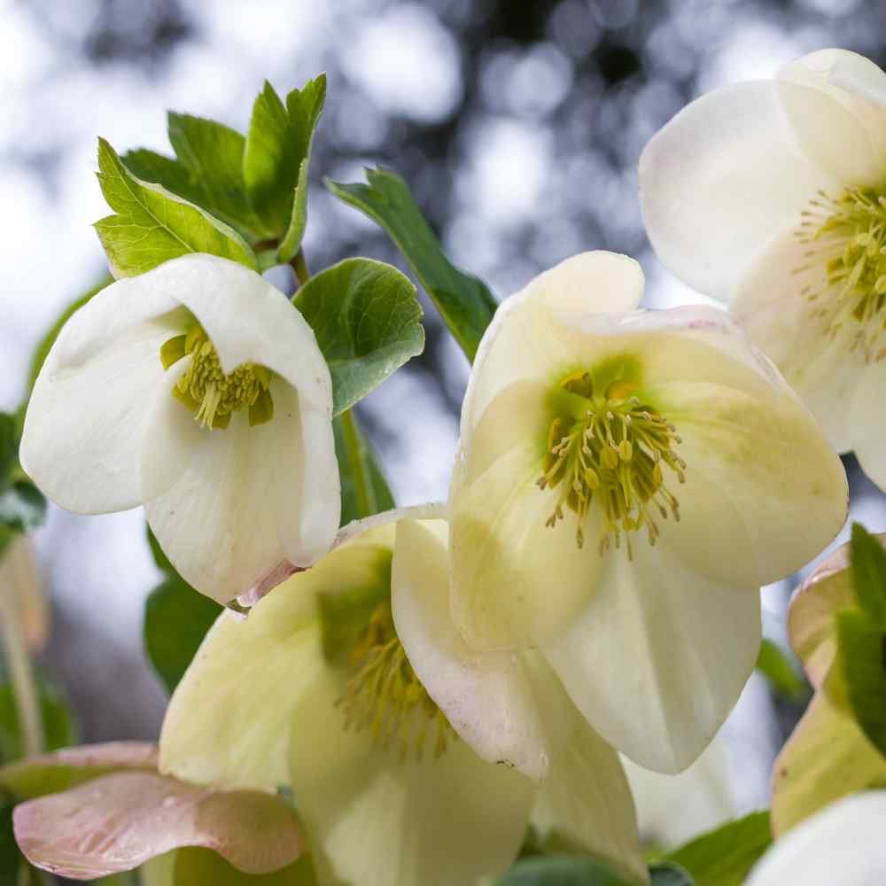 Christmas Rose Winter Bloom Flower Seeds