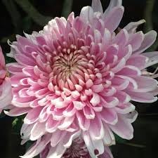 Chrysanthemum Chrysanthemum Morifolium Bonsai Flower Seeds for Planting – Easy Herb Variety for Home Gardens and Bonsai Pots - Dharaseeds