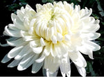 Chrysanthemum Chrysanthemum Morifolium Bonsai Flower Seeds for Planting – Easy Herb Variety for Home Gardens and Bonsai Pots - Dharaseeds