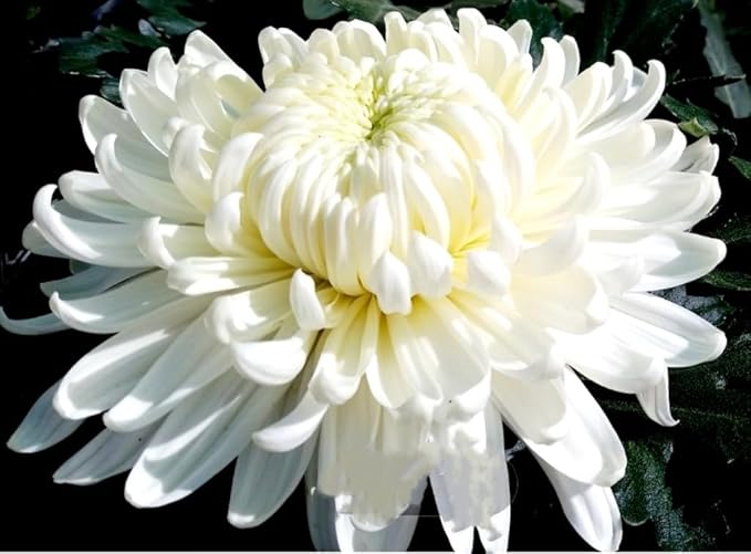 Chrysanthemum Chrysanthemum Morifolium Bonsai Flower Seeds for Planting – Easy Herb Variety for Home Gardens and Bonsai Pots - Dharaseeds