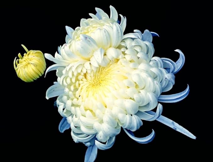 Chrysanthemum Chrysanthemum Morifolium Bonsai Flower Seeds for Planting – Easy Herb Variety for Home Gardens and Bonsai Pots - Dharaseeds
