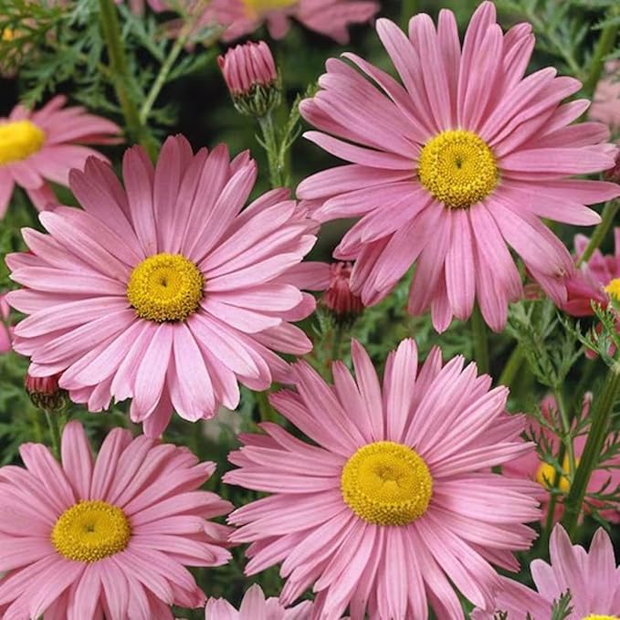 Chrysanthemum Chrysanthemum Morifolium Flower Seeds for Planting – Seasonal Blooms for Garden Borders and Cut Flowers - Dharaseeds
