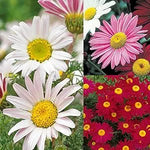 Chrysanthemum Chrysanthemum Morifolium Flower Seeds for Planting – Seasonal Blooms for Garden Borders and Cut Flowers - Dharaseeds