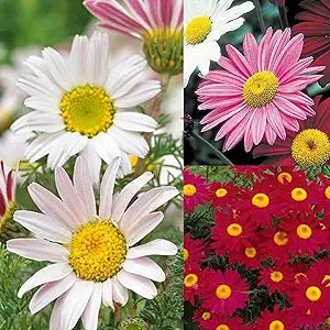 Chrysanthemum Chrysanthemum Morifolium Flower Seeds for Planting – Seasonal Blooms for Garden Borders and Cut Flowers - Dharaseeds