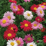 Chrysanthemum Chrysanthemum Morifolium Flower Seeds for Planting – Seasonal Blooms for Garden Borders and Cut Flowers - Dharaseeds