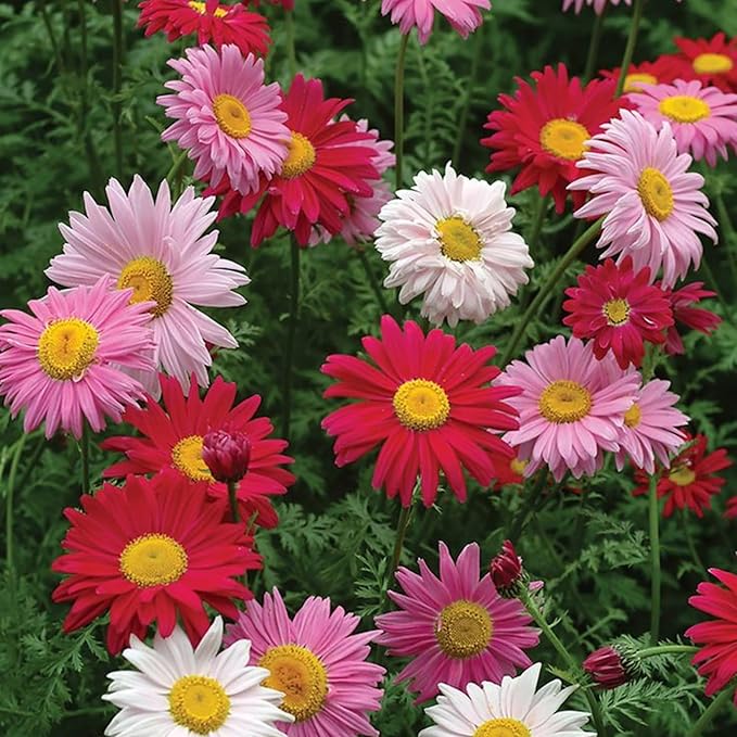 Chrysanthemum Chrysanthemum Morifolium Flower Seeds for Planting – Seasonal Blooms for Garden Borders and Cut Flowers - Dharaseeds