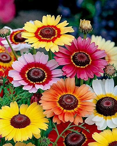 Chrysanthemum Chrysanthemum Morifolium Rainbow Flower Seeds for Planting – Colorful Blooms for Fall Gardens and Pollinator Spaces - Dharaseeds