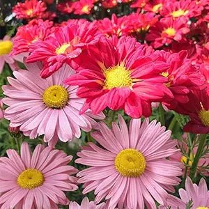 Chrysanthemum Chrysanthemum Morifolium Rare Color Flower Seeds for Planting – Unique Blooms for Fall Gardens and Seasonal Displays - Dharaseeds