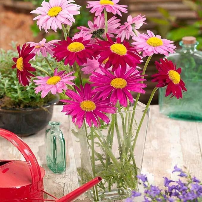 Chrysanthemum Chrysanthemum Morifolium Rare Color Flower Seeds for Planting – Unique Blooms for Fall Gardens and Seasonal Displays - Dharaseeds