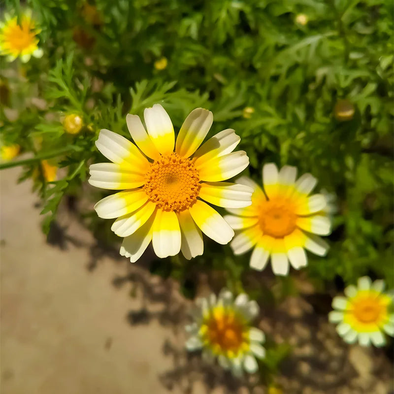 Daisy Chrysanthemum Coronarium Garland Flower Seeds for Planting