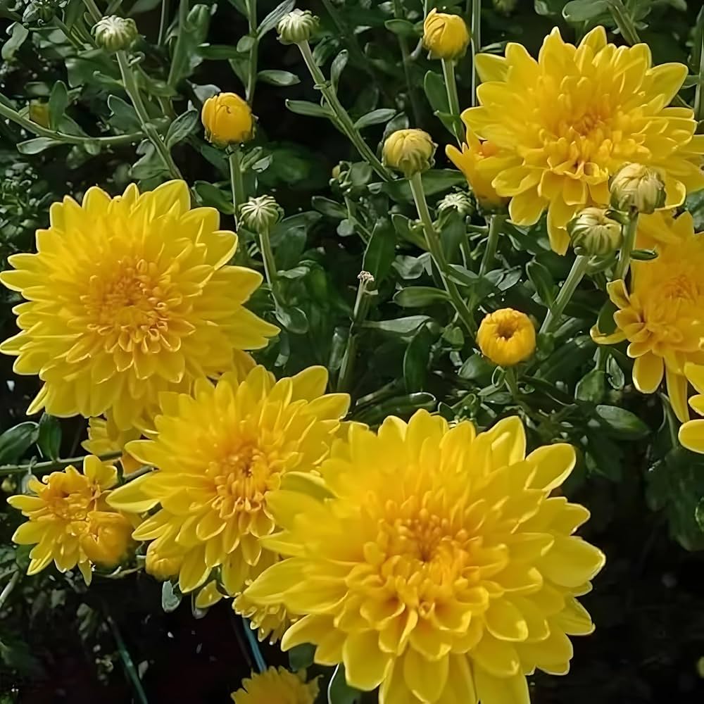 Chrysanthemum morifolium seeds – traditional fall flower with bold color - Dharaseeds