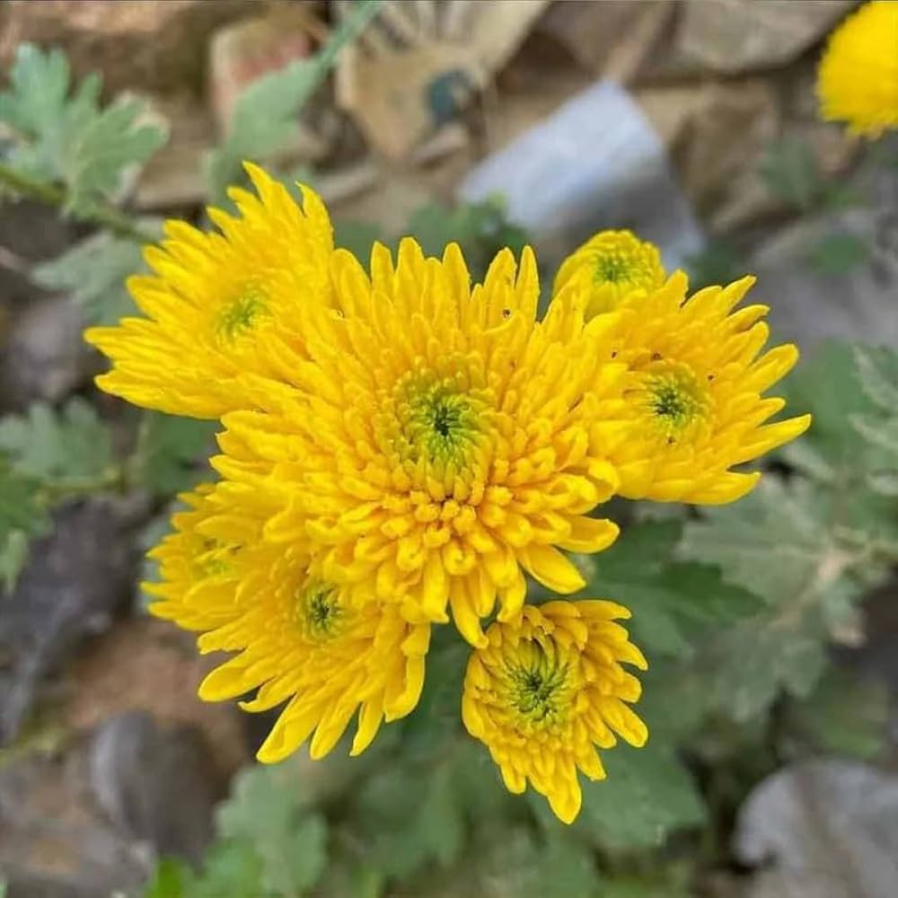 Chrysanthemum morifolium seeds – traditional fall flower with bold color - Dharaseeds