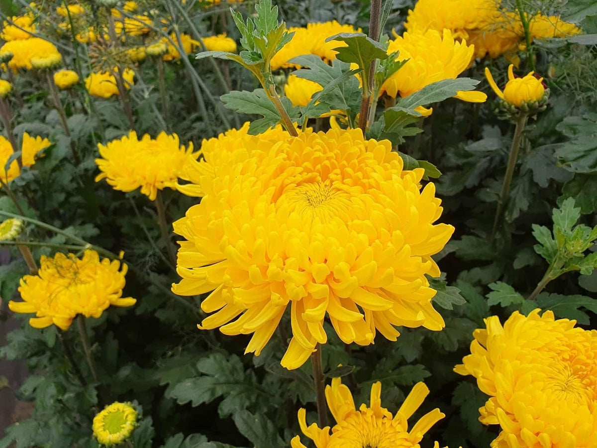 Chrysanthemum morifolium seeds – traditional fall flower with bold color - Dharaseeds