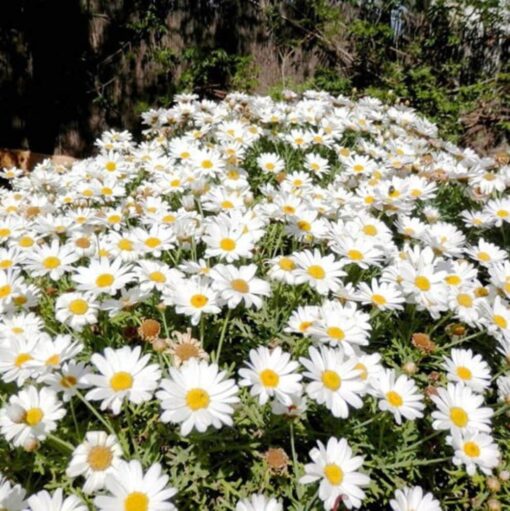Chrysanthemum Paludosum White heirloom non-gmo organic garden seeds