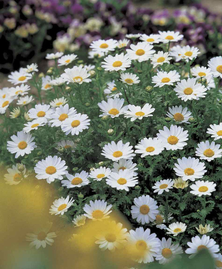 White Paludosum Flower Seeds for Planting 100
