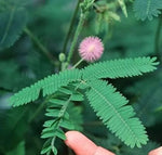 Chui Mui Acacia Mimosa Pudica Humble Plant Lajjalu Lajwanti heirloom non-gmo garden seeds