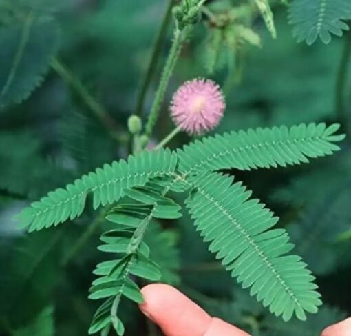 Chui Mui Acacia Mimosa Pudica Humble Plant Lajjalu Lajwanti heirloom non-gmo garden seeds
