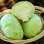 Churchill cabbage seeds – hybrid variety with large heads and disease resistance - Dharaseeds