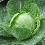 Churchill cabbage seeds – hybrid variety with large heads and disease resistance - Dharaseeds
