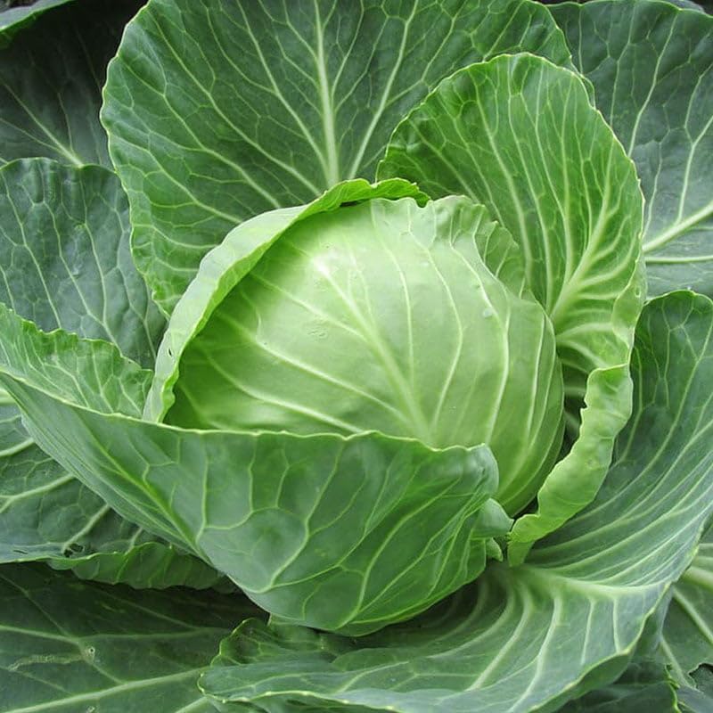 Churchill cabbage seeds – hybrid variety with large heads and disease resistance - Dharaseeds